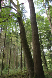 Zwillingsbaum Altdorfer Wald