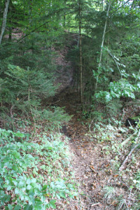 Mountainbike Strecke Altdorfer Wald