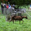 Schaf- & Handarbeits- & Deutscher Mühlentag | Wolfegg Schafsbock im Bauernhaus Museum Wolfegg
