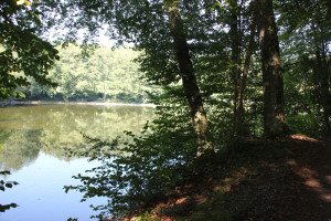 Ufer Elfenweiher Oberschwaben