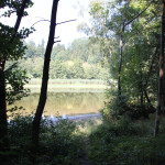 Vegetation Elfenweiher Oberschwaben