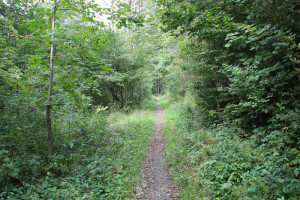 13-Pfad-durch-Wald-Höll