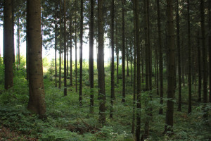 42-Wald-Höll-Oberschwaben