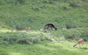 Wild im Wildgehege Wolfegg