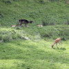 Wildgehege Wolfegg | Oberschwaben Wildgehege Wolfegg