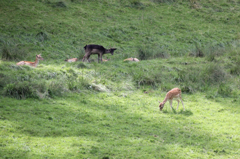 Wildgehege Wolfegg | Oberschwaben