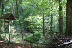 Buttenmühlebach-Schmalegger-Rinkenburger-Tobel