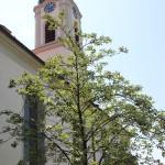 Langschiff und Turm Kißlegg Kirche