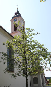 Langschiff-und-Turm-Kißlegg-Kirche