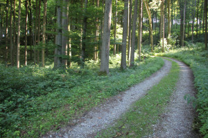 07 Wanderweg durch Neu Waldsee