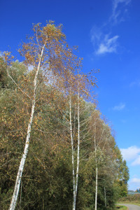 Birken im Ummendorfer Ried