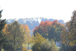 Herbstimpression Ummendorfer Ried
