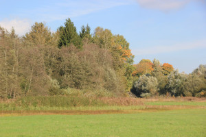 Waldrand Ummendorfer Ried