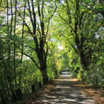 Waldweg ums Ummendorfer Ried