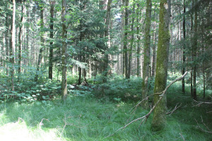 Grabhügel-im-Wald-bei-Hohmichele-