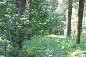 Grabhügel-nahe-Vierecksschanze-Aßmannshardt