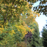 Herbstbäume-Ummendorfer-Ried