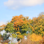 Herbstbäume-im-Ummendorfer-Ried