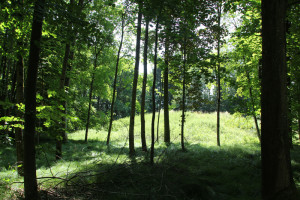 Hohmichele vom Wald gesehen