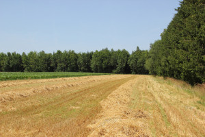 Vierecksschanze-Aßmannshardt-vom-Feld