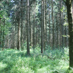 Vierecksschanze im Wald Speckhau