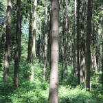 Wald-mit-Grabhügeln-Vierecksschanze-Aßmannshardt