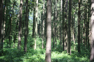 Wald-mit-Grabhügeln-Vierecksschanze-Aßmannshardt