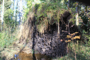 Wurzeln-umgestürzter-Baum