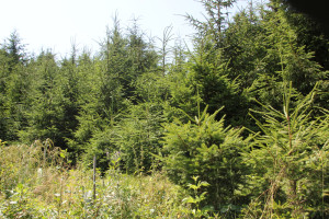 Wald Bad Saulgau Bondorf