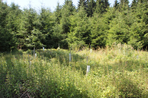 Wall Viereckschanze Bondorf