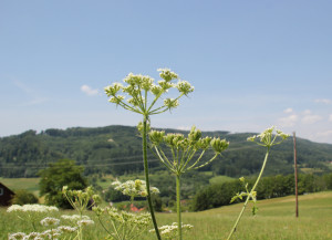 20 Natur Deggenhauser Tal