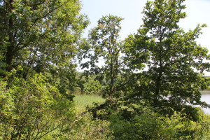 Baeume Gutershofer Weiher