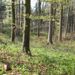 Ebenweiler ehemaliger Burghof