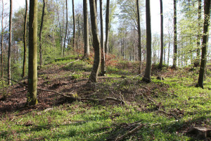 Ehemalige Burg bei Egg