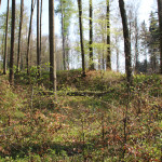 Gebuesch im Burgstall Ebenweiler