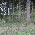 Heutige Wald Buchkapf