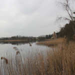 Schilf Schreckensee Naturschutzgebiet