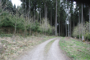 Strasse zur Fluchtburg Buchkapf