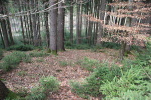 Abhang Moosbachwald