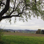 Baum mit Alpensicht