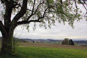 Baum mit Alpensicht