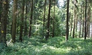 Ort einer Keltische Viereckschanze