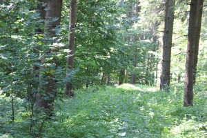 Viereckschanze Mittelbiberach