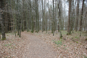 Wanderweg um den Baggersee Moellenbronn
