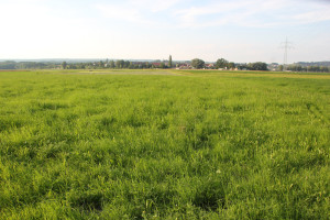 012 Feld Donautal