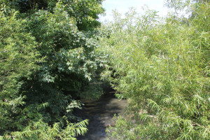 024 Donauzulauf