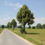 032 Alleenweg Donau Radweg