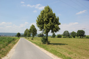 032 Alleenweg Donau Radweg