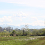 Alpen im Hintergrund des Naturschutzgebiet Eriskircher Ried