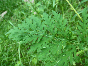 Ambrosia artemisiifolia